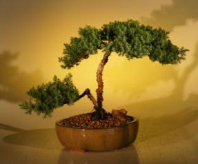 Juniper Bonsai Tree - Juniper Senior<br><i>(juniper procumbens nana)</i>