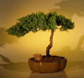 Juniper Bonsai Tree - Juniper Senior<br><i>(juniper procumbens nana)</i>