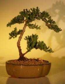 Juniper Bonsai Tree - Juniper Senior<br><i>(juniper procumbens nana)</i>