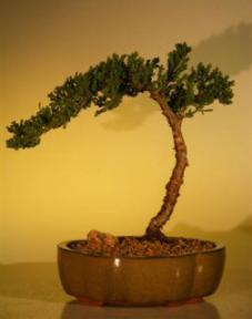 Juniper Bonsai Tree - Juniper Senior<br><i>(juniper procumbens nana)</i>