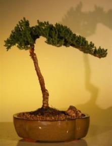 Juniper Bonsai Tree - Juniper Senior<br><i>(juniper procumbens nana)</i>