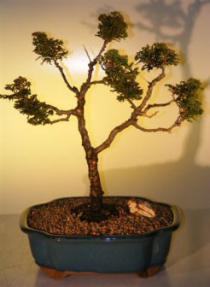 Hinoki Cypress Bonsai Tree - Pom Pom Style<br><i>(chamecyparis obtusa 'nana')</i>