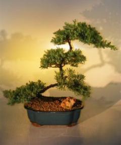 Juniper Bonsai Tree<br><i>(juniper procumbens nana)</i>