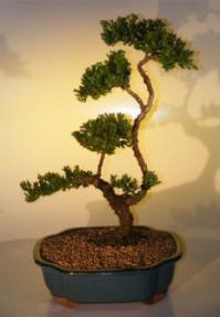 Juniper Bonsai Tree<br><i>(juniper procumbens nana)</i>