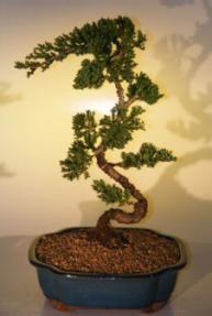 Juniper Bonsai Tree<br><i>(juniper procumbens nana)</i>