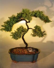 Juniper Bonsai Tree<br><i>(juniper procumbens nana)</i>