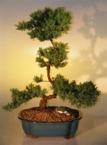 Juniper Bonsai Tree<br><i>(juniper procumbens nana)</i>