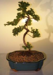 Juniper Bonsai Tree<br><i>(juniper procumbens nana)</i>