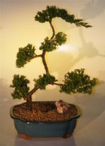 Juniper Bonsai Tree<br><i>(juniper procumbens nana)</i>