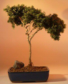 Japanese Kingsville Boxwood Bonsai Tree - Windswept - 13