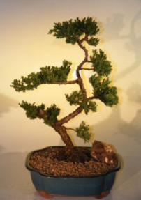 Juniper Bonsai Tree<br><i>(juniper procumbens nana)</i>