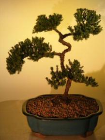 Juniper Bonsai Tree<br><i>(juniper procumbens nana)</i>