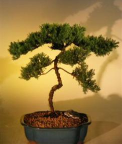 Juniper Bonsai Tree<br><i>(juniper procumbens nana)</i>