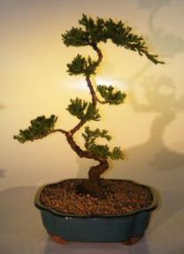 Juniper Bonsai Tree<br><i>(juniper procumbens nana)</i>