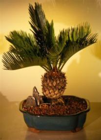 Sago Palm Bonsai Tree<br><i>(cycas revoluta)</i>