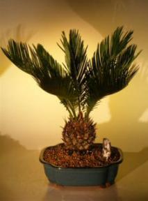 Sago Palm Bonsai Tree<br><i>(cycas revoluta)</i>