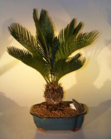 Sago Palm Bonsai Tree<br><i>(cycas revoluta)</i>