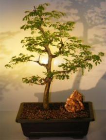 Flowering Brazilian Raintree Bonsai Tree <br><i>(pithecellobium tortum)</i>