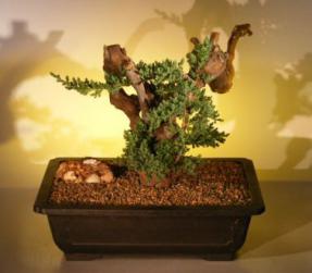 Juniper Bonsai Tree - Phoenix Graft<br><i>(juniper procumbens nana)</i>