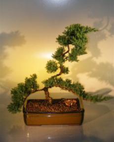 Juniper Bonsai Tree<br><i>(juniper procumbens 'nana')</i>