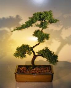 Juniper Bonsai Tree<br><i>(juniper procumbens 'nana')</i>