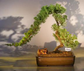 Juniper Bonsai Tree<br><i>(juniper procumbens 'nana')</i>