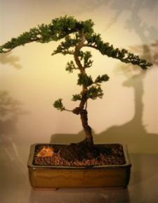 Juniper Bonsai Tree<br><i>(juniper procumbens 'nana')</i>