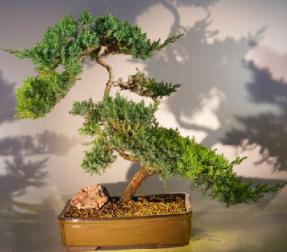 Juniper Bonsai Tree<br><i>(juniper procumbens 'nana')</i>