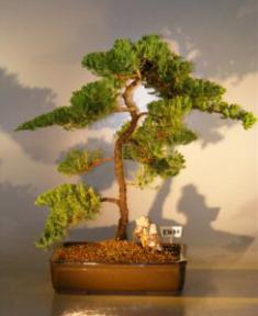 Juniper Bonsai Tree<br><i>(juniper procumbens 'nana')</i>