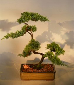 Juniper Bonsai Tree<br><i>(juniper procumbens 'nana')</i>