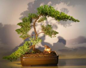 Juniper Bonsai Tree<br><i>(juniper procumbens 'nana')</i>