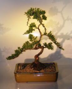 Juniper Bonsai Tree<br><i>(juniper procumbens 'nana')</i>