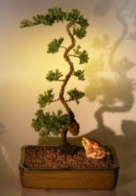 Juniper Bonsai Tree<br><i>(juniper procumbens 'nana')</i>