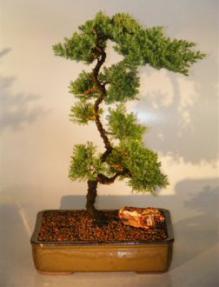 Juniper Bonsai Tree<br><i>(juniper procumbens 'nana')</i>