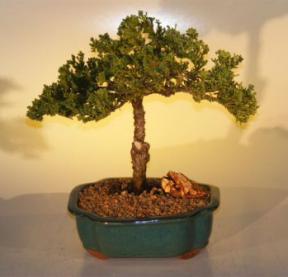 Juniper Bonsai Tree<br><i>(juniper procumbens nana)</i>