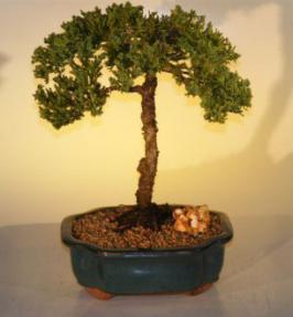 Juniper Bonsai Tree<br><i>(juniper procumbens nana)</i>