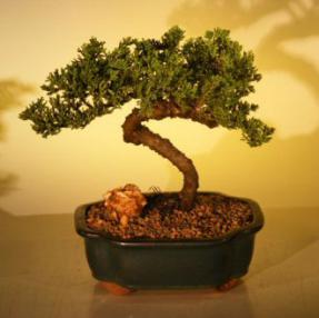 Juniper Bonsai Tree<br><i>(juniper procumbens nana)</i>