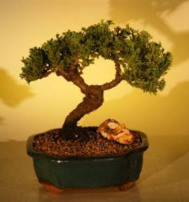 Juniper Bonsai Tree<br><i>(juniper procumbens nana)</i>