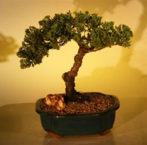 Juniper Bonsai Tree<br><i>(juniper procumbens nana)</i>