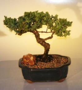 Juniper Bonsai Tree<br><i>(juniper procumbens nana)</i>