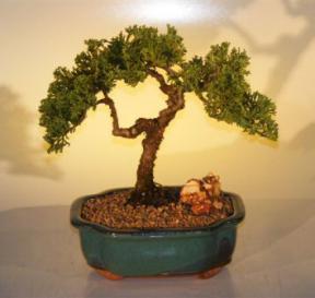 Juniper Bonsai Tree<br><i>(juniper procumbens nana)</i>