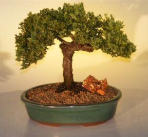 Juniper Bonsai Tree<br><i>(juniper procumbens nana)</i>