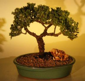 Juniper Bonsai Tree<br><i>(juniper procumbens nana)</i>