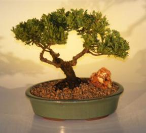 Juniper Bonsai Tree<br><i>(juniper procumbens nana)</i>