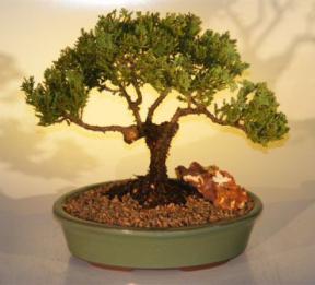 Juniper Bonsai Tree<br><i>(juniper procumbens nana)</i>