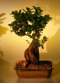 Ginseng Ficus Bonsai Tree<br><i>(ficus retusa)</i>