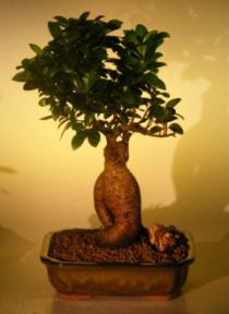 Ginseng Ficus Bonsai Tree<br><i>(ficus retusa)</i>