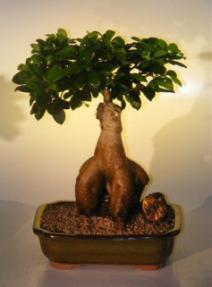 Ginseng Ficus Bonsai Tree<br><i>(ficus retusa)</i>