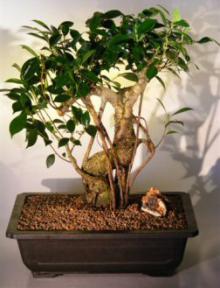 Ficus Retusa Bonsai Tree<br><i>(ficus retusa)</i>