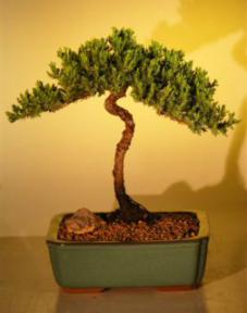 Juniper Bonsai Tree<br><i>(juniper procumbens nana)</i>